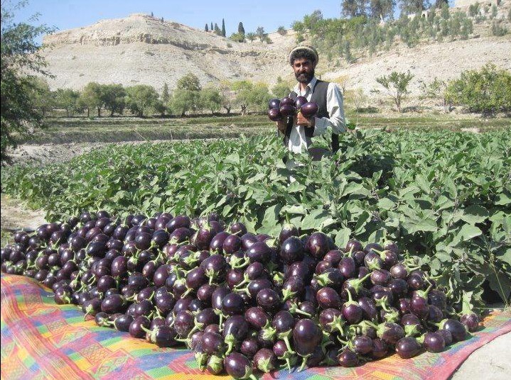 Pakistani Village Photos: A happy peasant standing near his plentiful harvest of Brinjals (Eggplant) - Pictures, Photos of Pakistani Villages