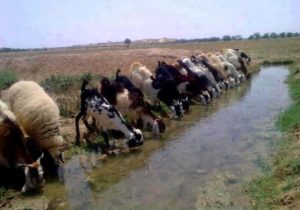 Pakistani Village Pictures: Thirsty goats and lambs drinking water from a small stream in a disciplined line at a Pakistani village - Pakistani Village Photos, Images