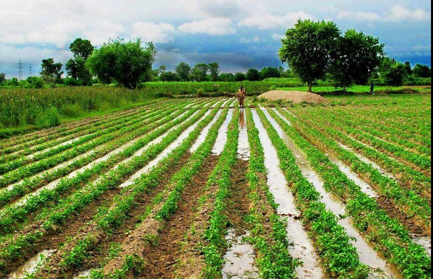 Khad Rate In Pakistan Today - DAP Fertilizer Price In Pakistan