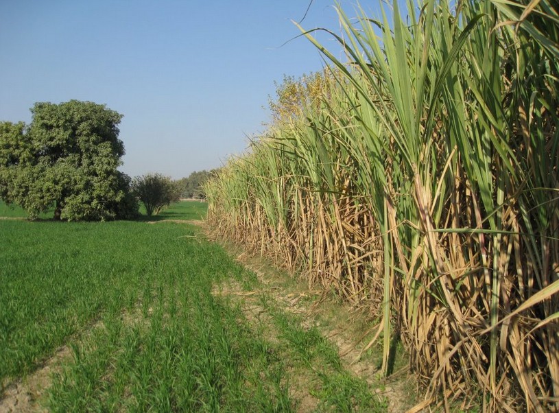 Photos of Pakistani villages - Ripe sugarcane crop