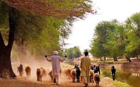 Photos of villages in Pakistan - Two Shepherds with their herd of sheep