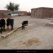 Pakistani Village Photos: Animals and clothes on washing line in a compound of a Village house in Kohat, Khyber Pakhtunkhwa Province - Pictures, Photos of Pakistani Villages - village kattowal