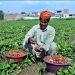 Pakistani Village Photos: A farmer is harvesting ripe red strawberries - Pictures, Photos of Pakistani Villages - Bir pindi jharana